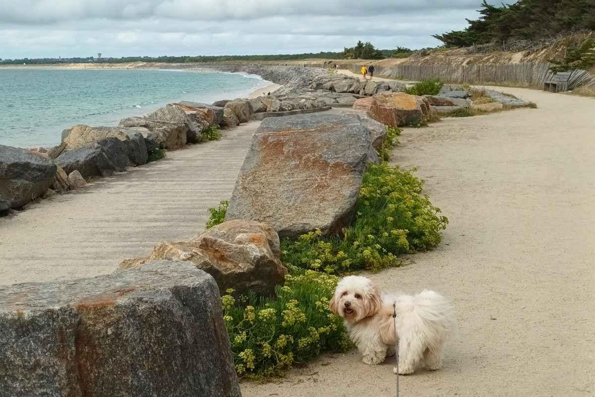 Balades & Randonnées avec son chien : bichon havanais sur le sentier pédestre de Pen bron longeant les plages jusqu'au centre de la Turballe