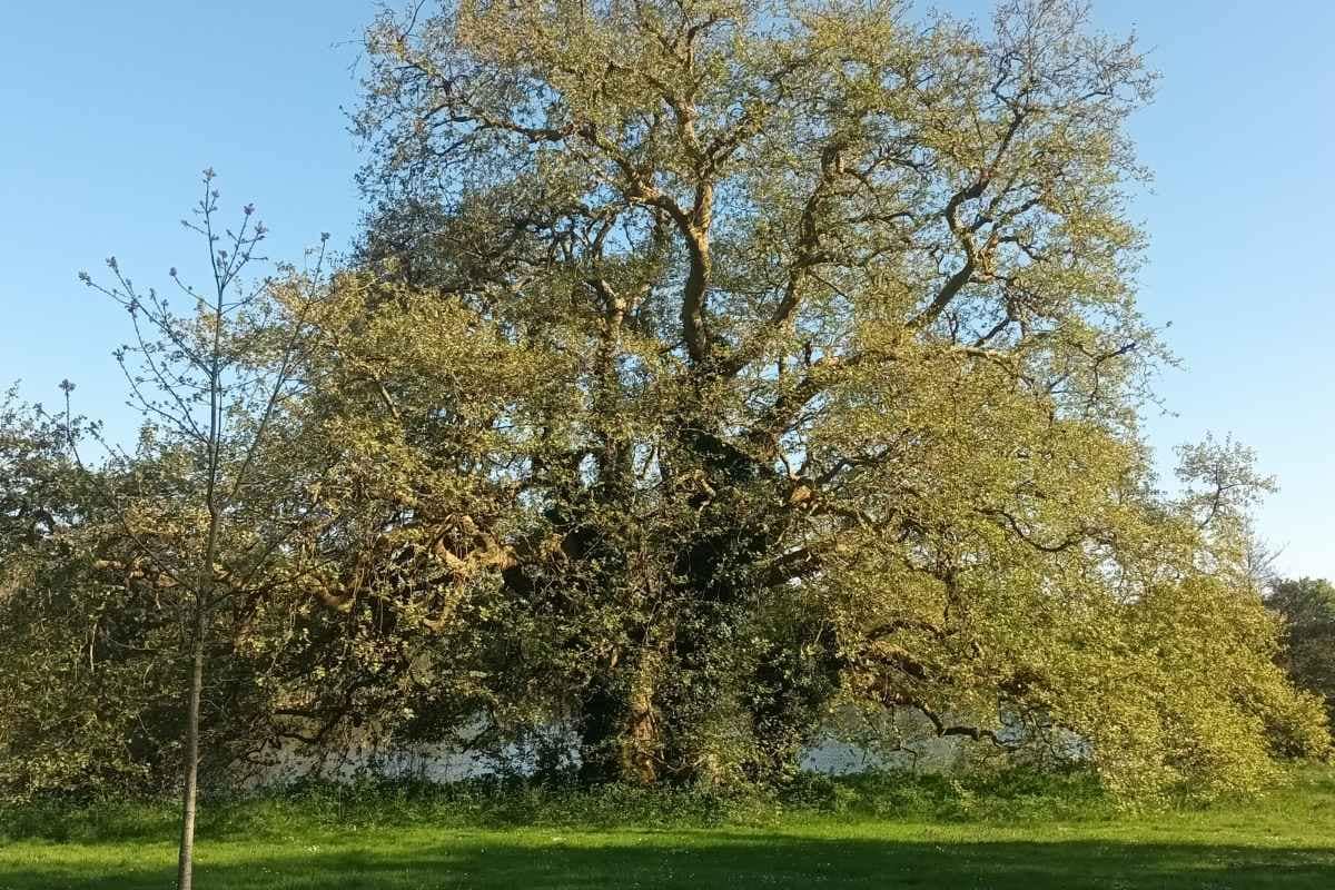 arbre remarquable vu lors d’une balade dogfriendly à Missillac