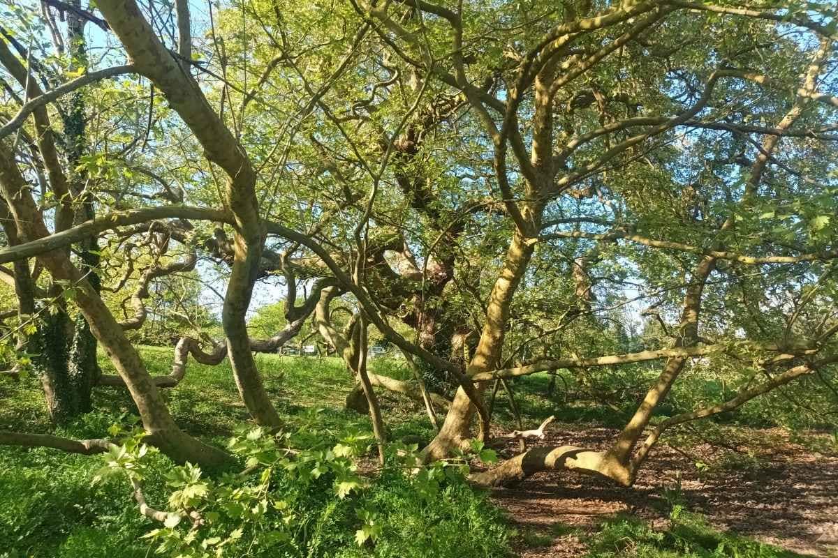 branches de l'arbre remarque vu lors d’une balade dogfriendly à Missillac