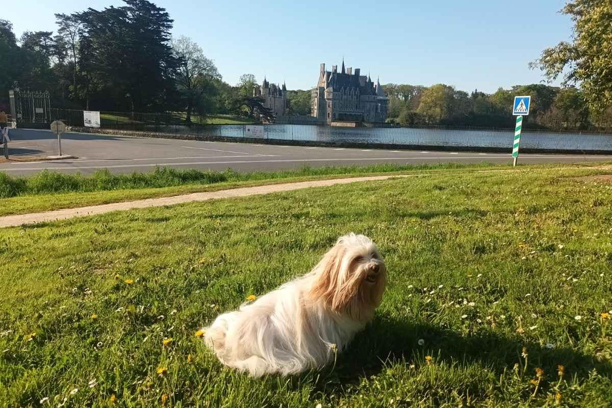 Chiens assis sur une aire de pique-nique devant le Château de la Bretesche lors d’une balade dogfriendly à Missillac