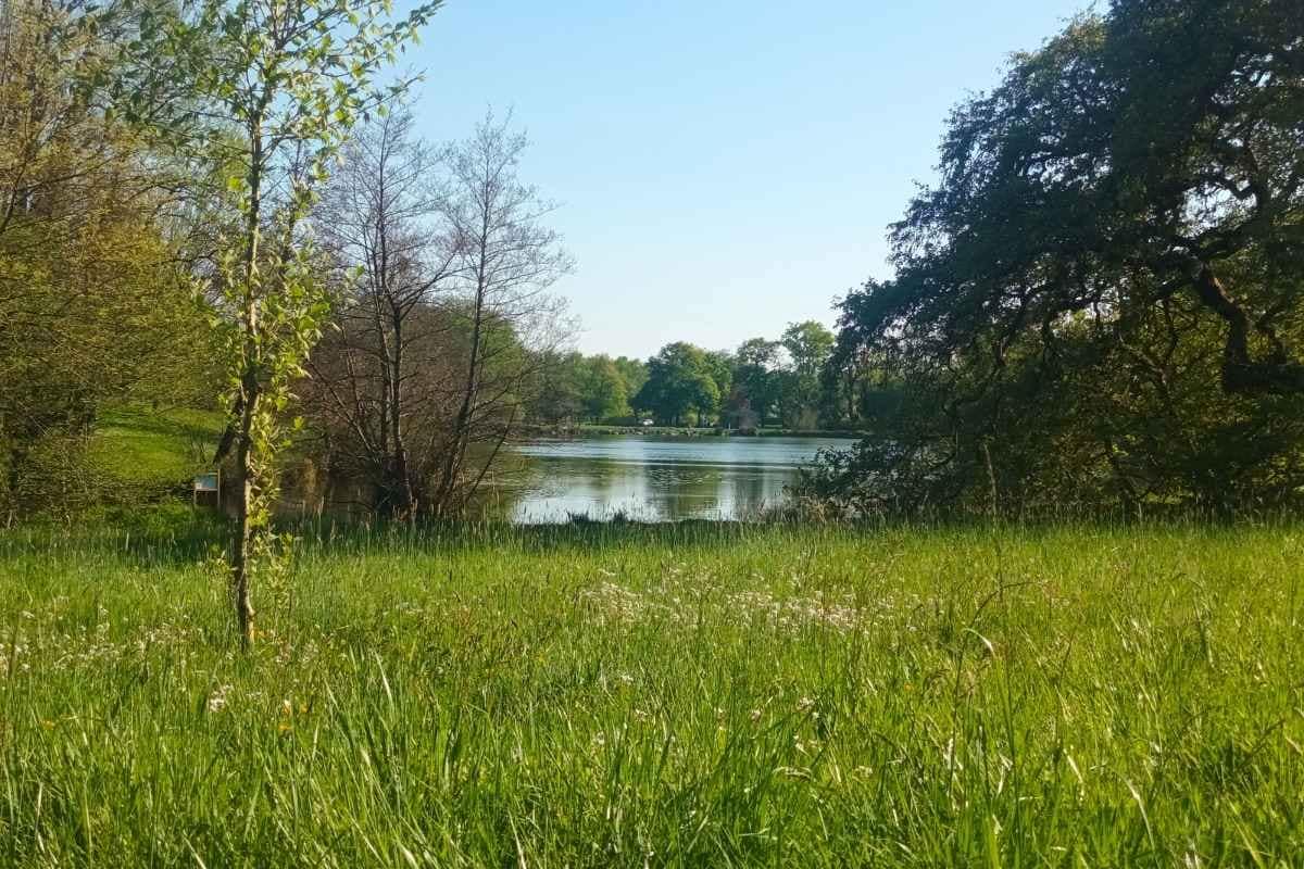 vu sur la prairie et l'étang des platanes lors d’une balade dogfriendly à Missillac