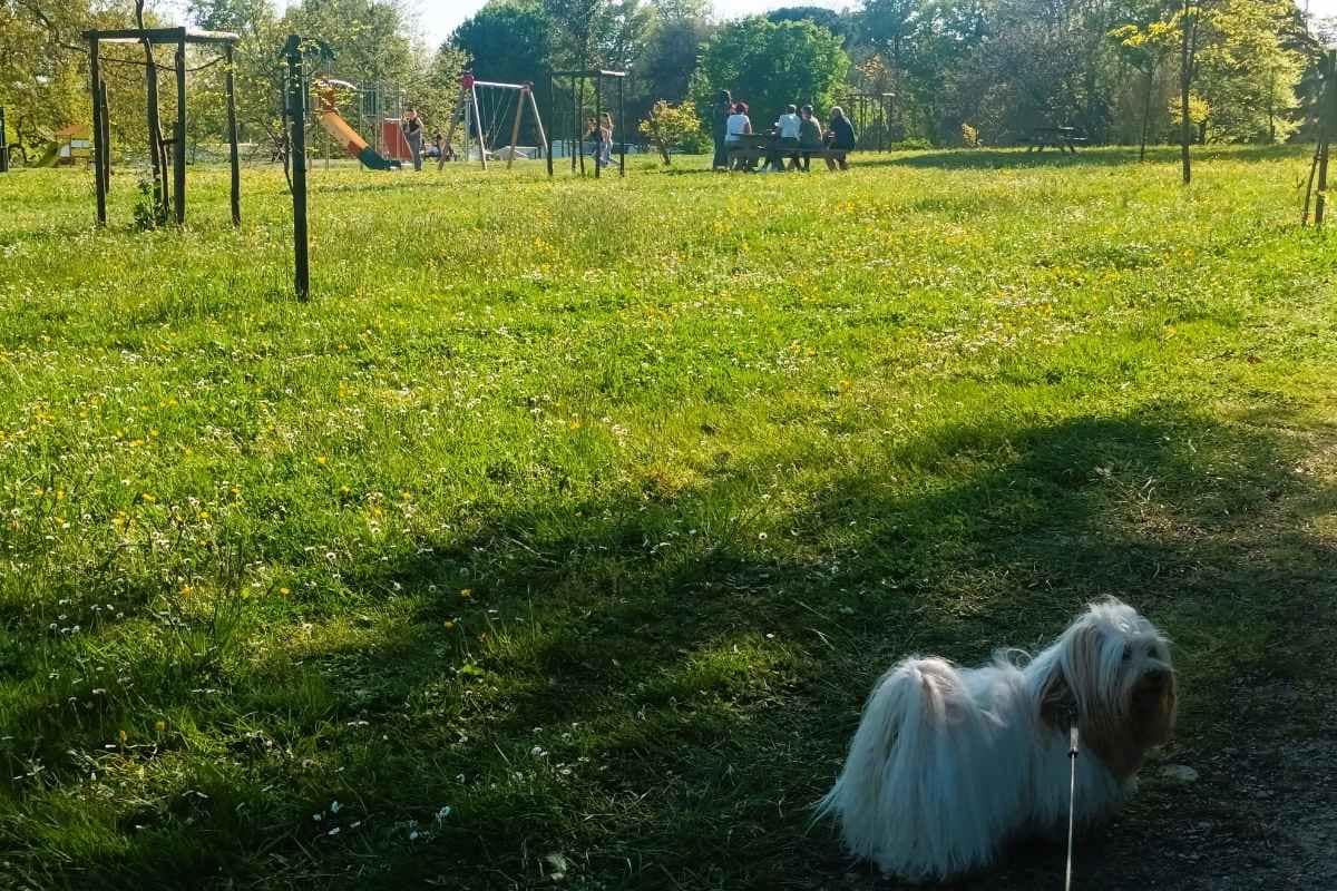 Chien allant vers l'aire de jeux et de pique-nique de l’Étang des Platanes lors d’une balade dogfriendly à Missillac