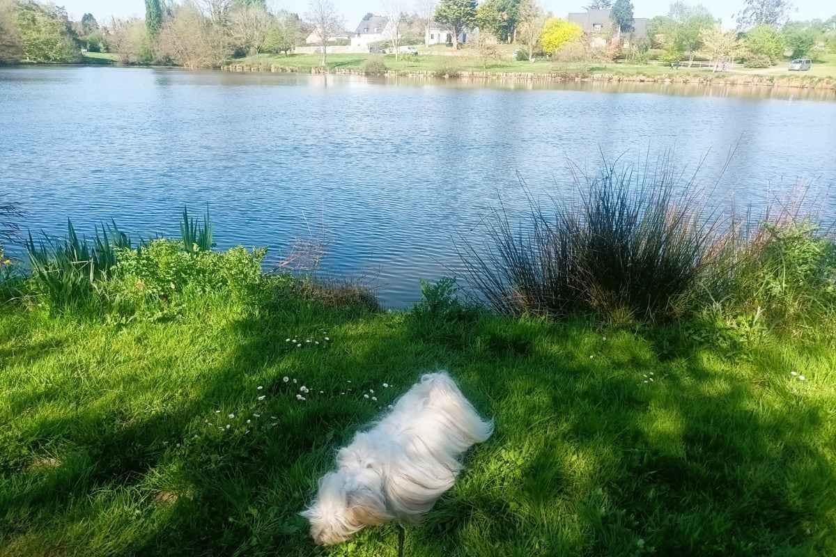Chiens reniflant au bord de l’Étang des Platanes lors d’une balade dogfriendly à Missillac