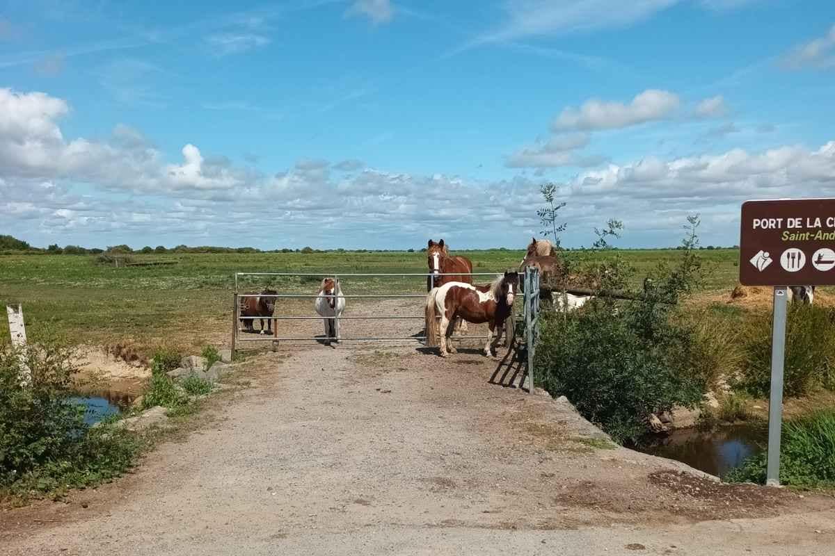 Balades & Randonnées avec son chien :