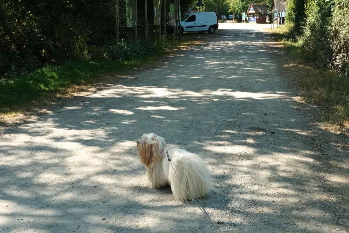 Balades & Randonnées avec son chien :