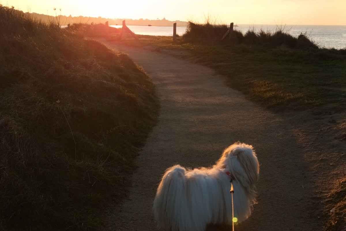 Balades & Randonnées avec son chien :