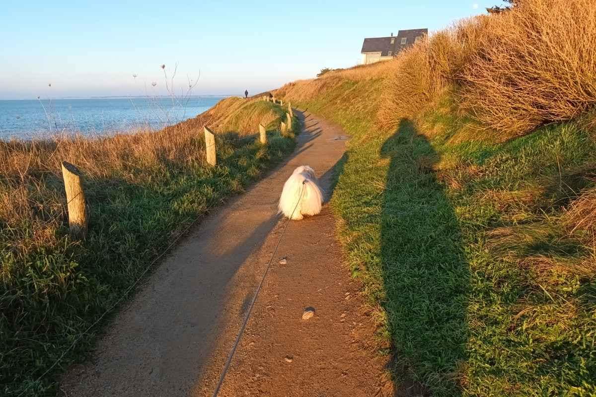 Balades & Randonnées avec son chien :
