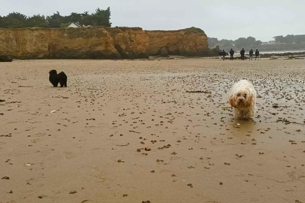 Escapades au-delà de la Loire-Atlantique : Shitzu et bichon havanais se promenant sur la plage de la mine d'or sous une pluie fine dans le morbihan