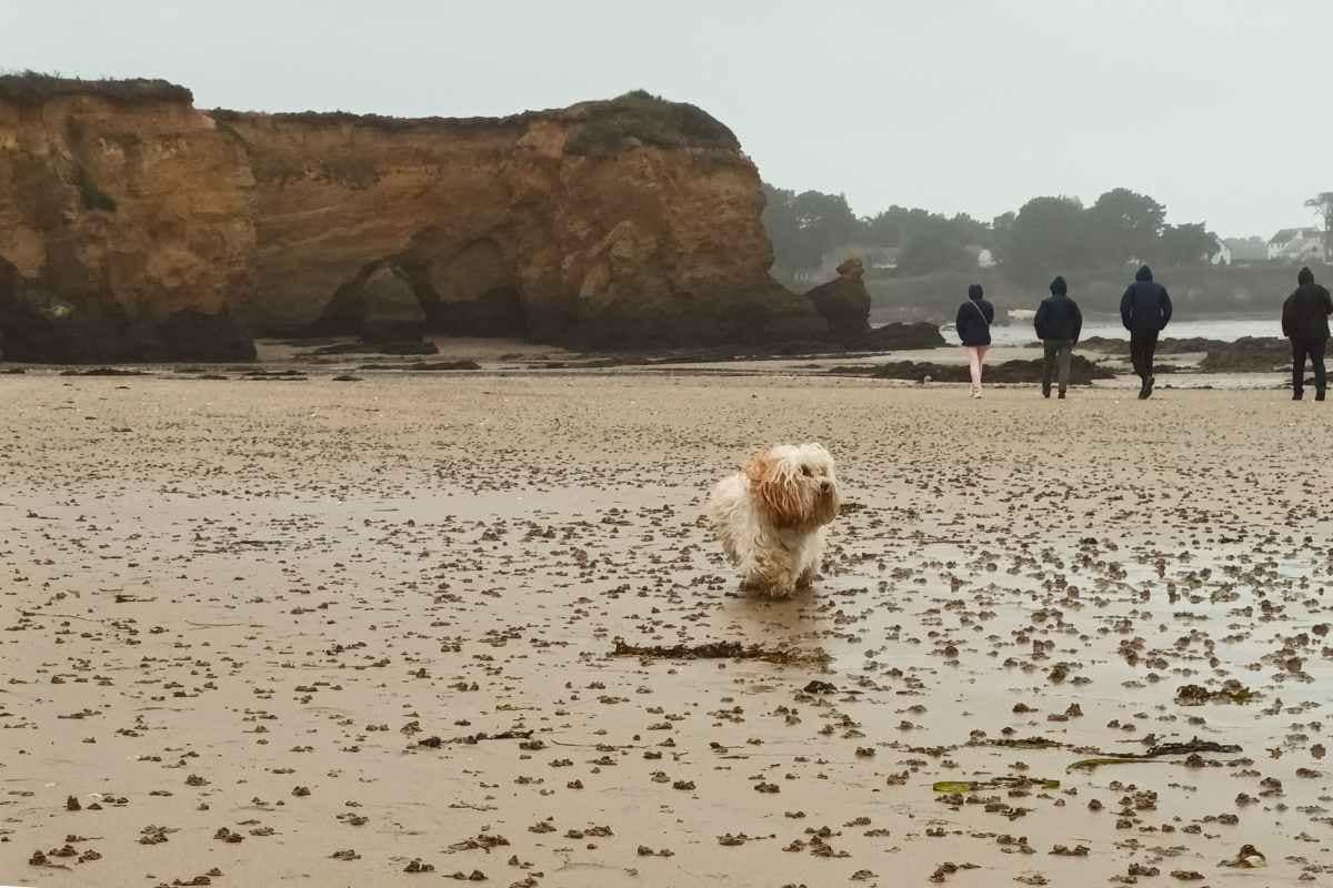 Escapades au-delà de la Loire-Atlantique : bichon havanais courant sur la plage de la mine d'or à Pénestin sous la pluie fine du morbihan