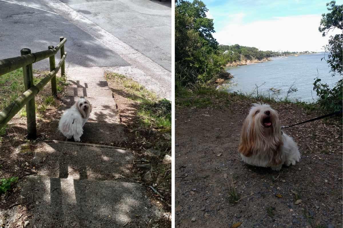 Balades & Randonnées avec son chien : Chien sur le sentier côtier à la sortie du bois de Porcé