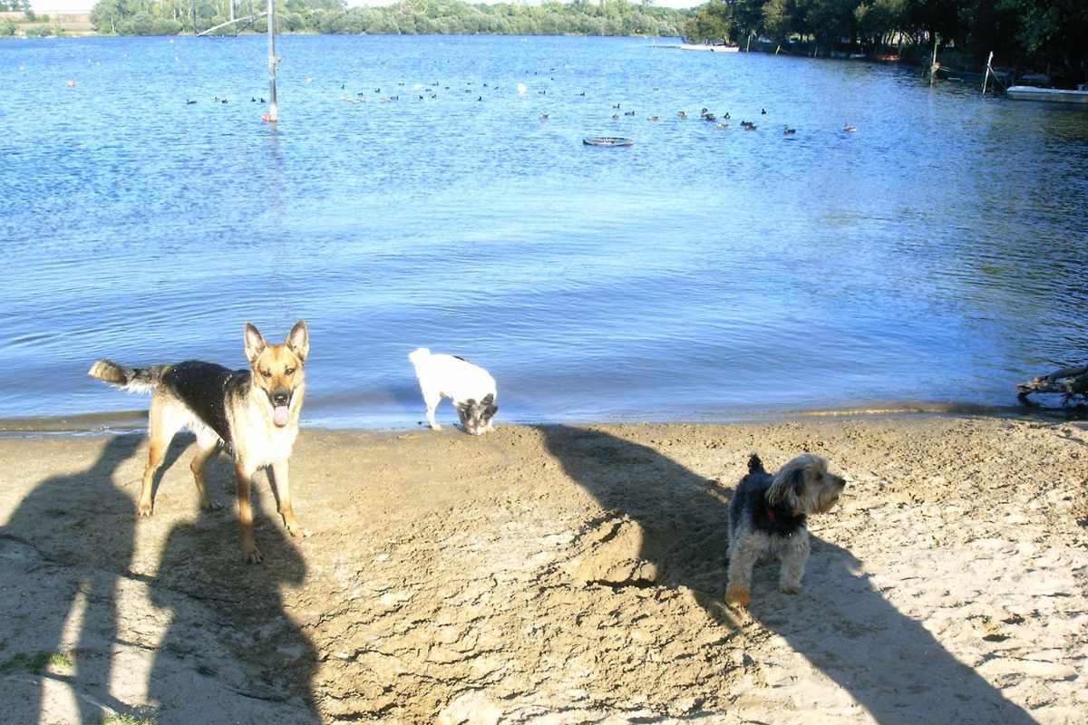 Balades & Randonnées avec son chien : Chiens jouant au bord de l'étang du bois Joalland