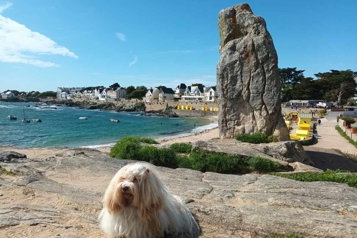 chien devant le menhir la Pierre longue à Batz sur mer avec la plage Saint Michel en arrière plan