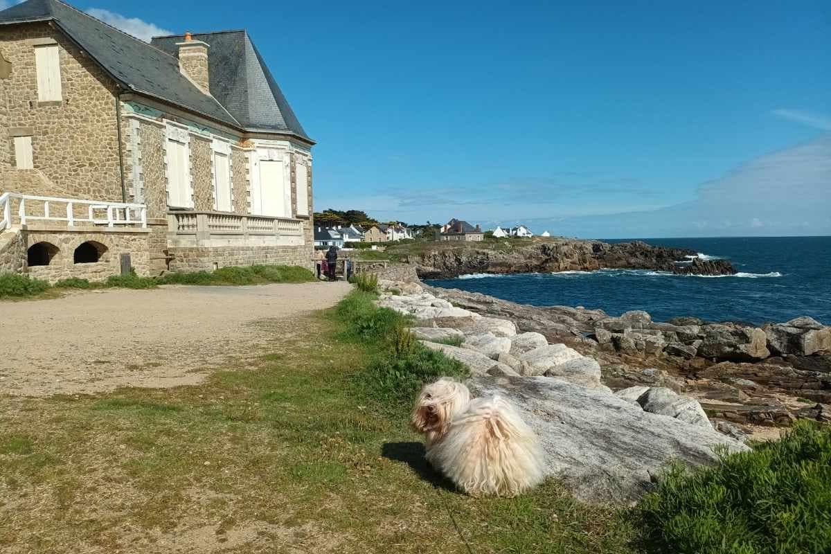 chien sur le sentier côtier de Batz sur Mer