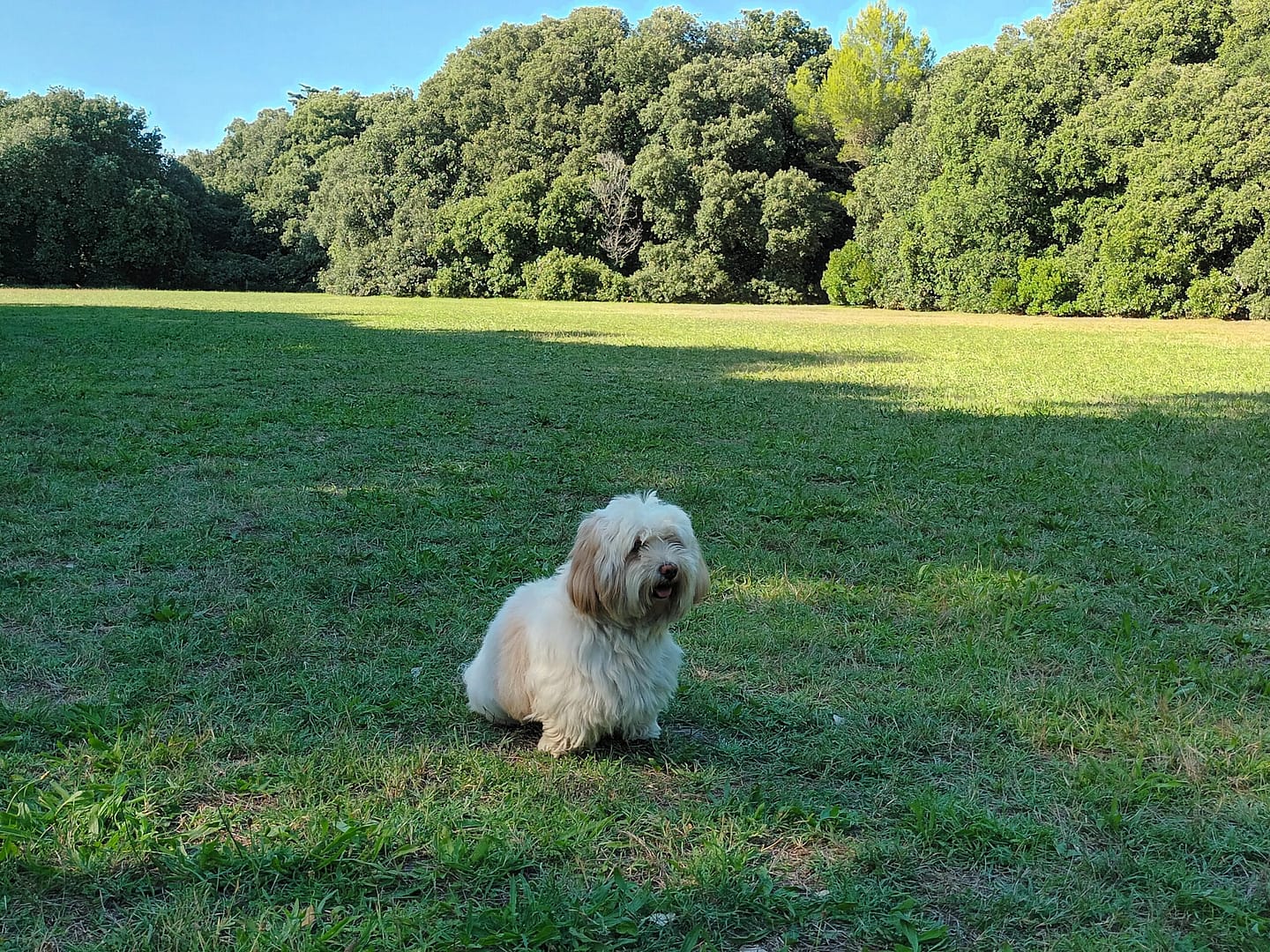 Balade au Parc de Penn Avel avec son chien