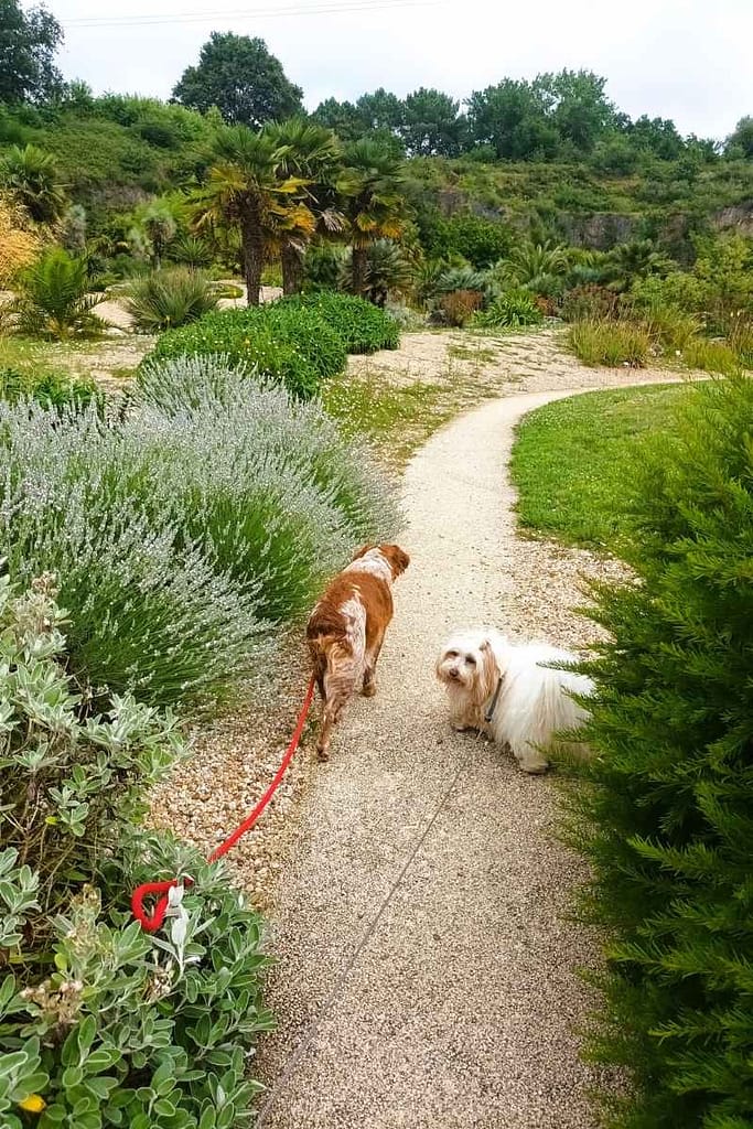 Parcs et Jardins avec son chien : chiens en balade sur le sentier du jardin méditerranéen à Saint-Herblain en Loire-Atlantique