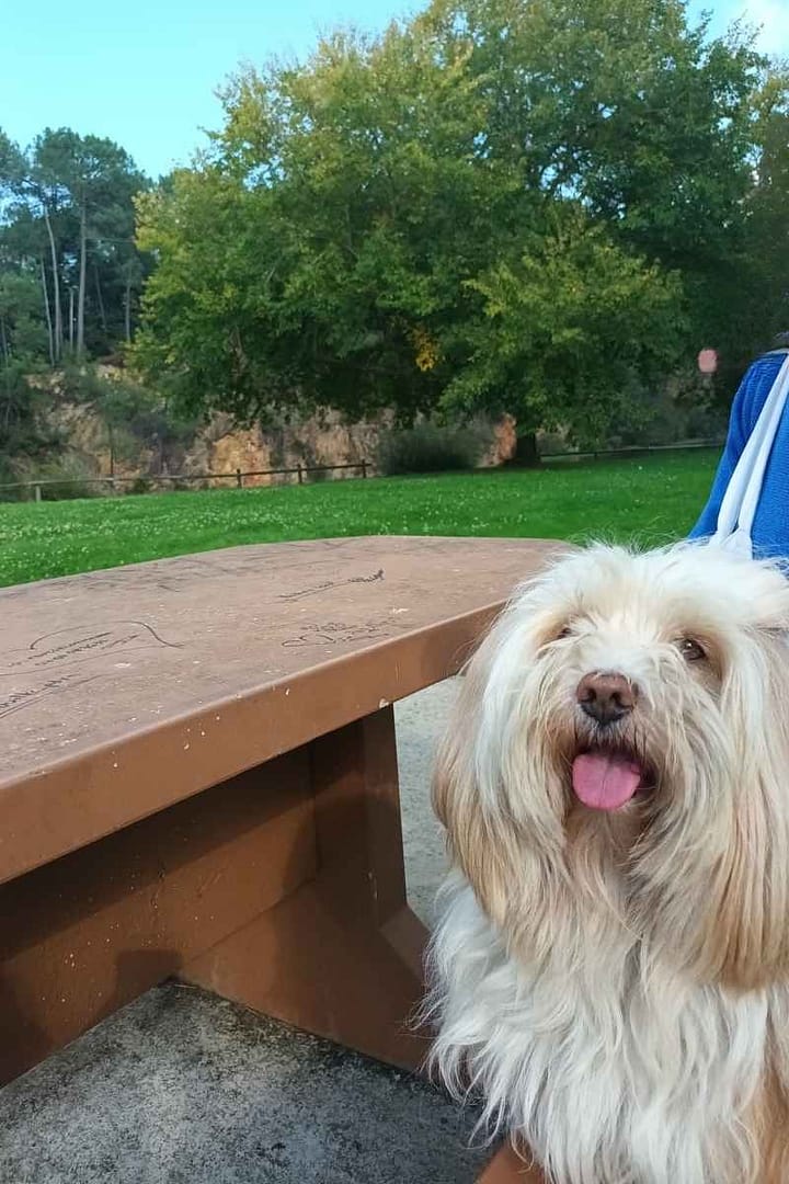 Balades & Randonnées avec son chien :