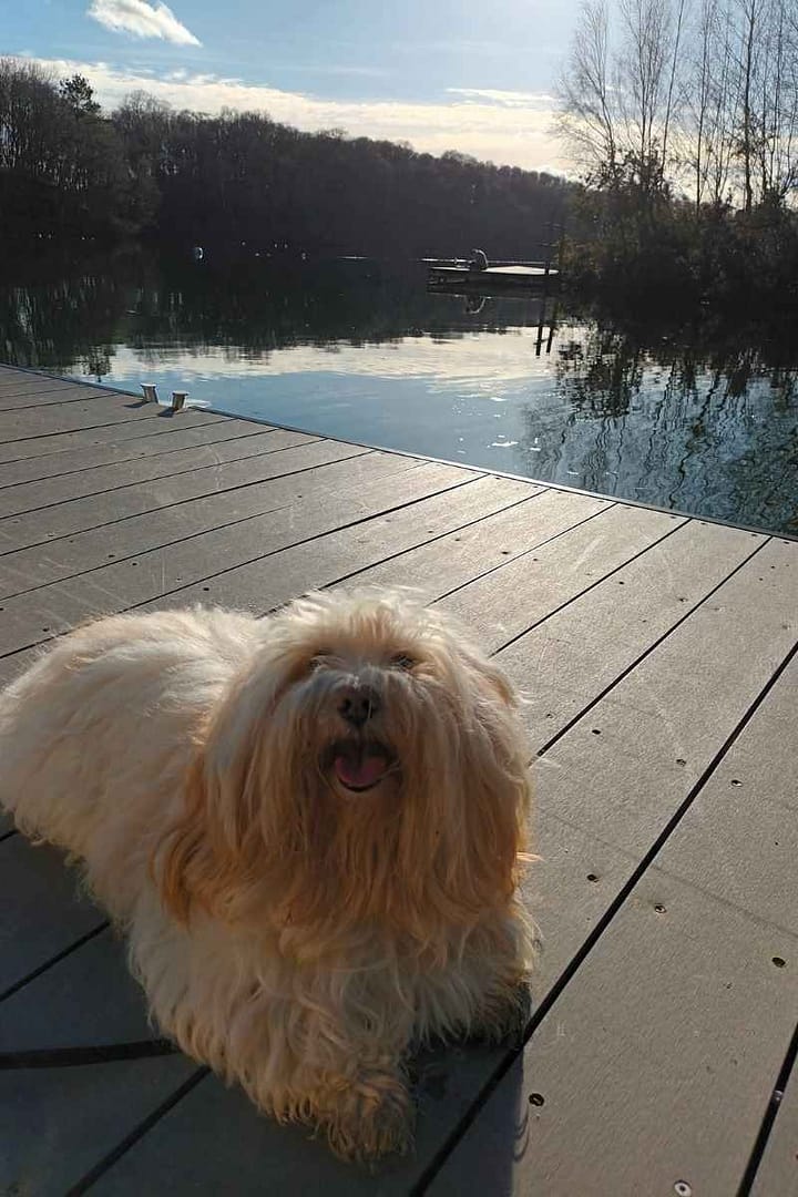 Balades & Randonnées avec son chien :