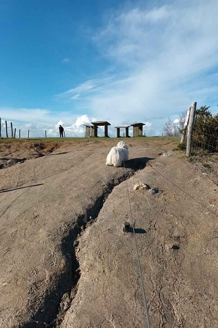 Balades & Randonnées avec son chien :
