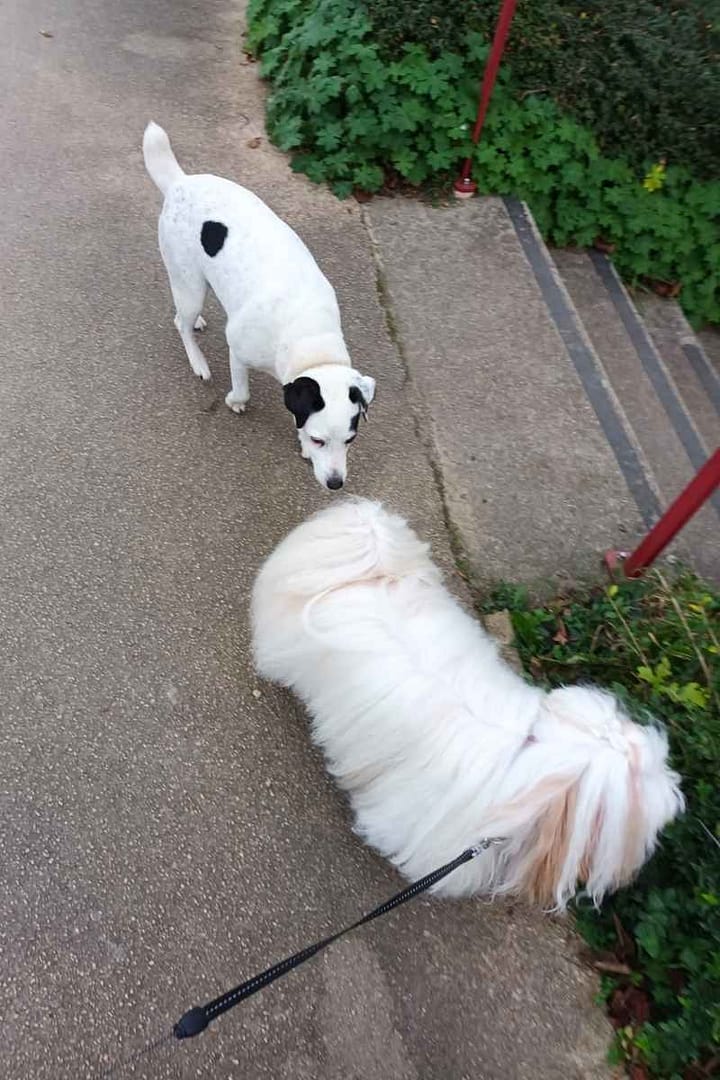 Deux chiens, un jack Russel et un bichon havanais, se reniflent amicalement sur un chemin à Blain.