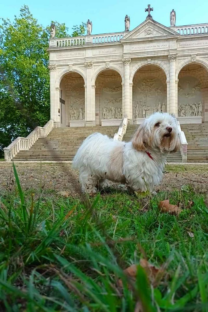 Zitou le chien reporter pose devant le monument La Scala Sancta