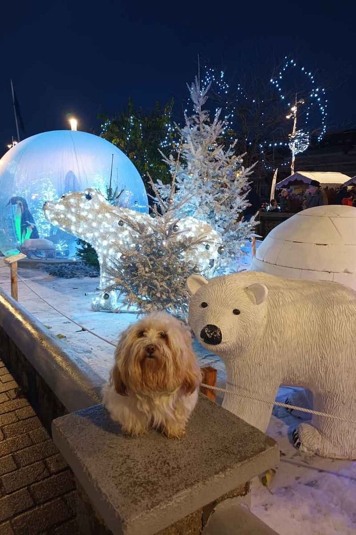 Conseils & vie quotidienne avec son chien : bichon havanais assis devant les ours polaire du marché de Noël au Pouliguen