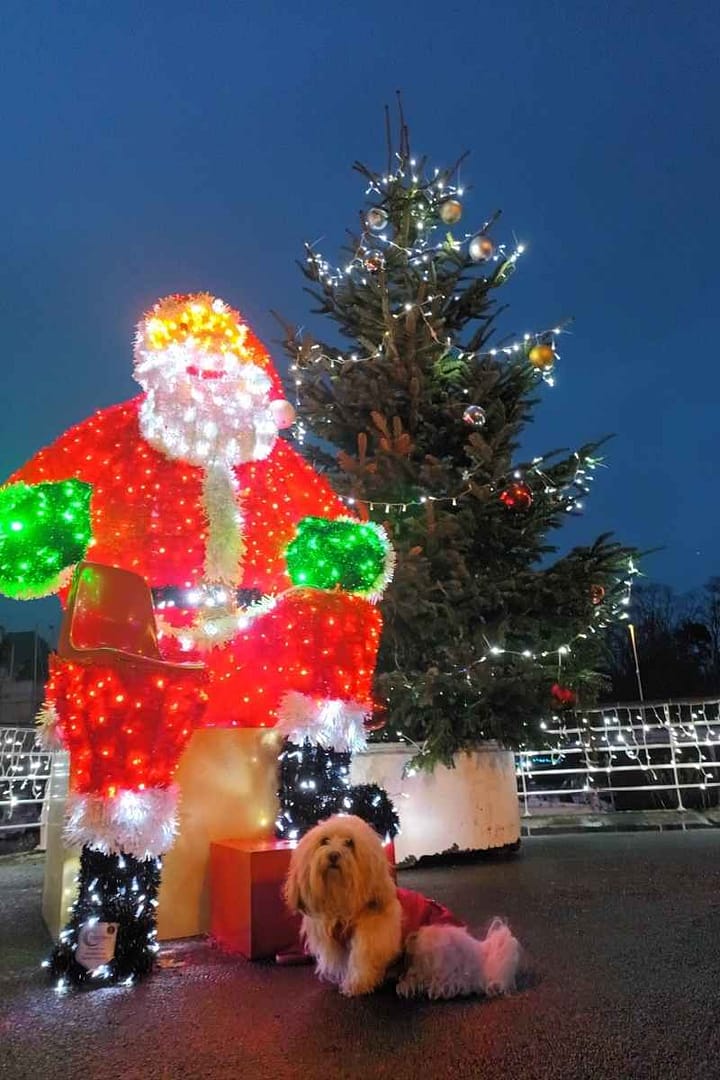 Conseils & vie quotidienne avec son chien : bichon havanais assis devant le père Noël lumineux et son sapin au Pouliguen