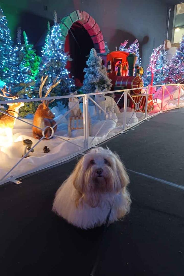 Conseils & vie quotidienne avec son chien : bichon havanais assis devant la décoration de Noël de Saint-Nazaire