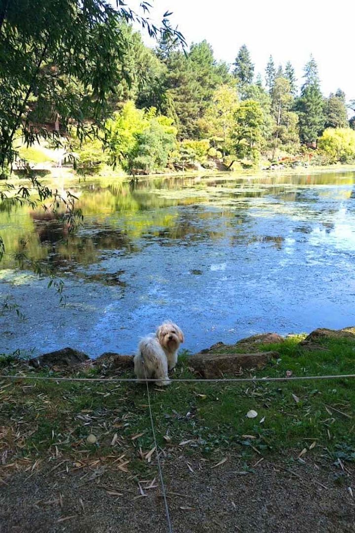 Chien de race bichon havanais au bord du lac du parc oriental de Maulévrier lors de ses vacances dans le Maine et Loire