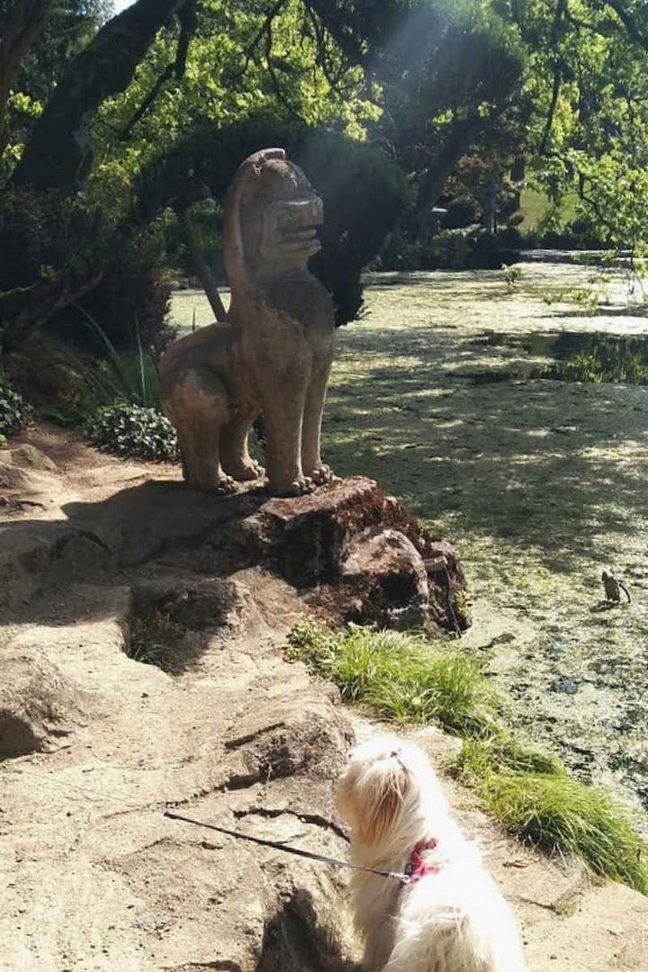 chien de race bichon havanais se dirigeant vers la statue de pierre aux allures de Lion du parc oriental de Maulévrier lors de ses vacances dans le Maine et Loire