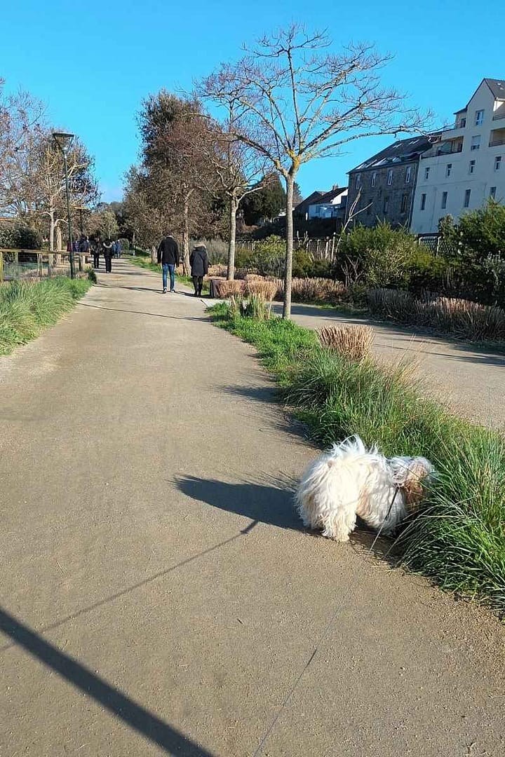 Parcs et Jardins avec son chien : bichon havanais en balade sur le sentier du jardin botanique de la ria à Pornic
