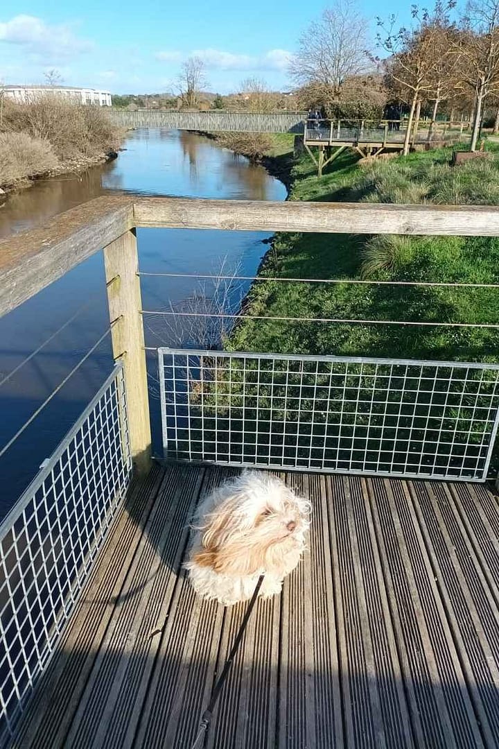 Parcs et Jardins avec son chien : bichon havanais assis sur un belvedere en bois au jardin botanique de la ria à Pornic