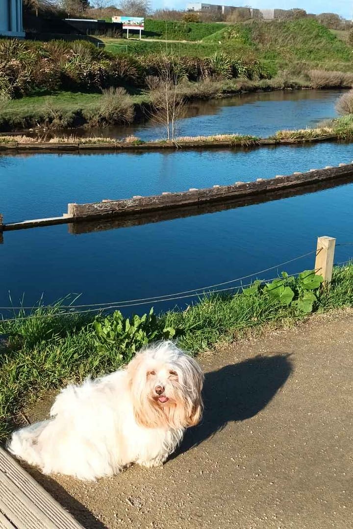 Parcs et Jardins avec son chien : bichon havanais assis devant la rizière du jardin botanique de la ria à Pornic