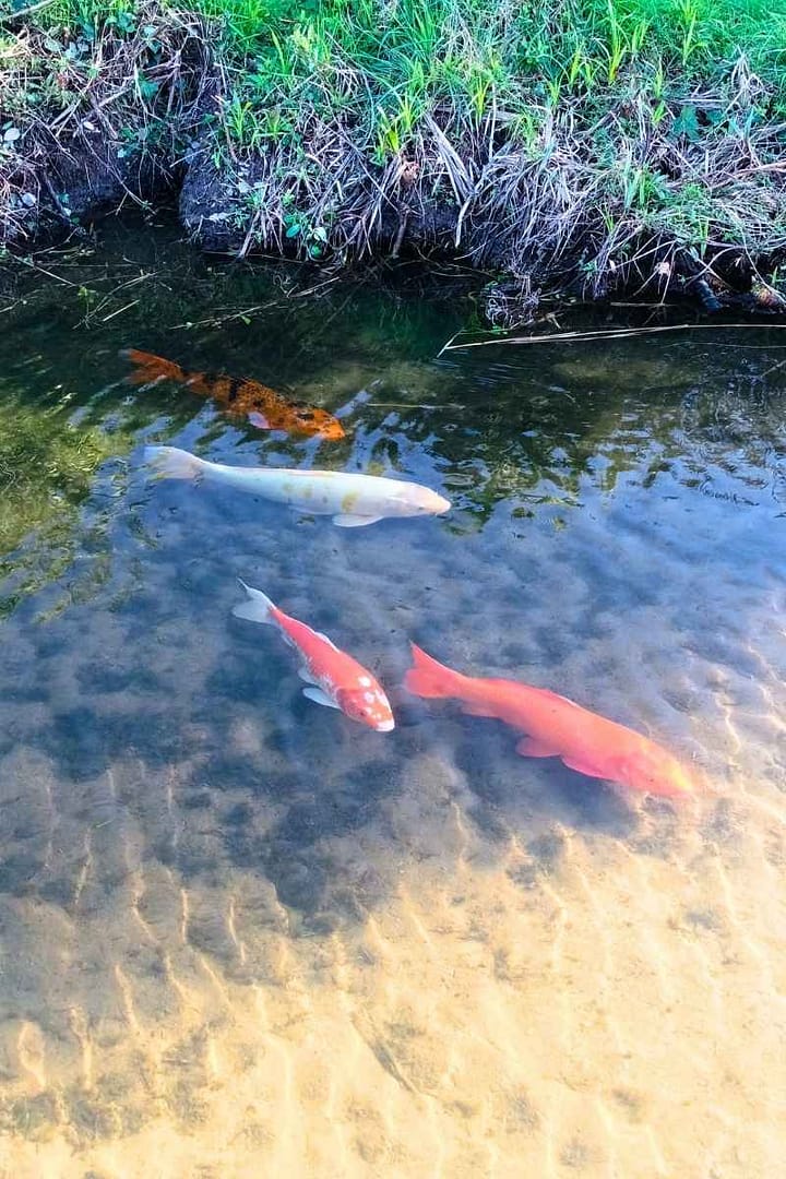 Parcs et Jardins avec son chien : carpes koï au jardin botanique de la ria à Pornic