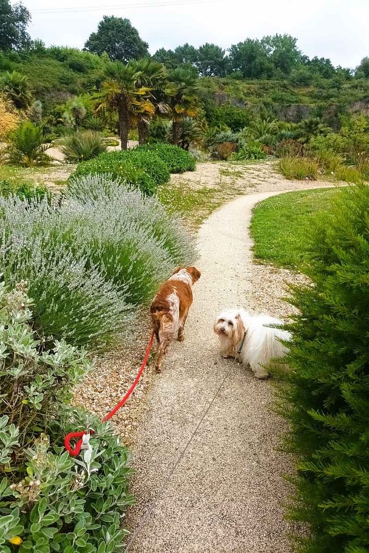 Parcs et Jardins avec son chien : chiens en balade sur le sentier du jardin méditerranéen à Saint-Herblain en Loire-Atlantique