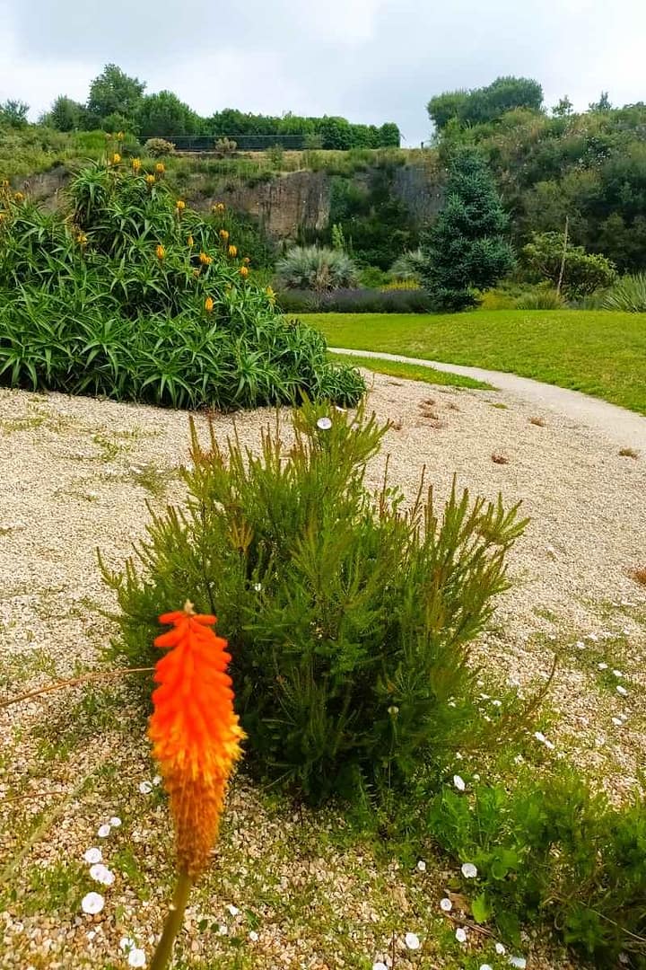Parcs et Jardins avec son chien : gros plan sur une fleur du jardin méditerranéen du parc de la carrière