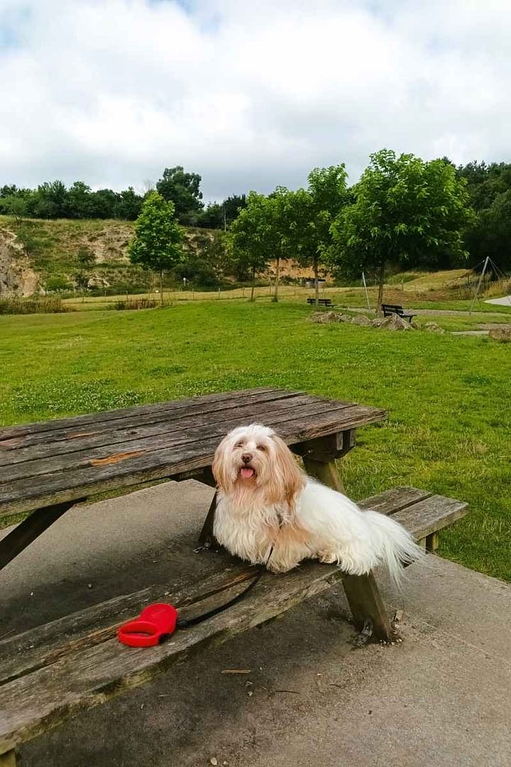 Parcs et Jardins avec son chien : bichon havanais faisant une pause sur le banc d'une table de pique nique au parc de la carrière à saint herblain