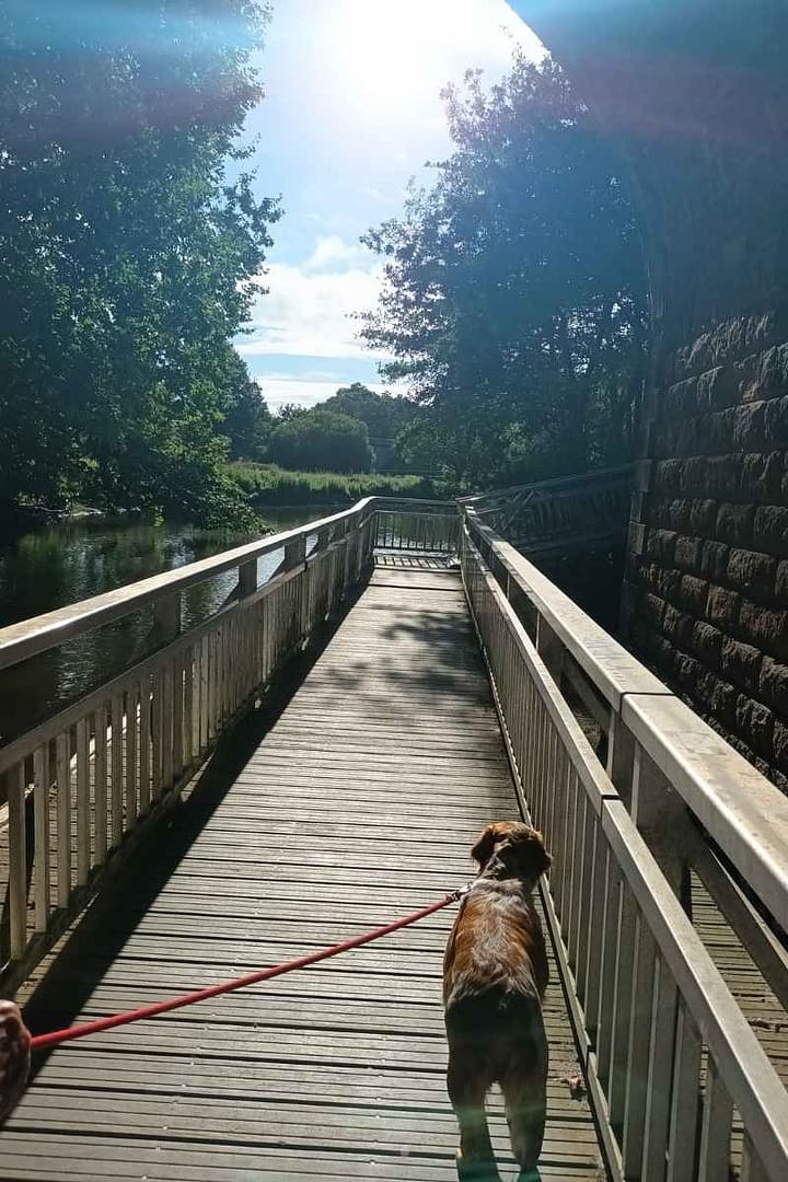 Balades & Randonnées avec son chien :