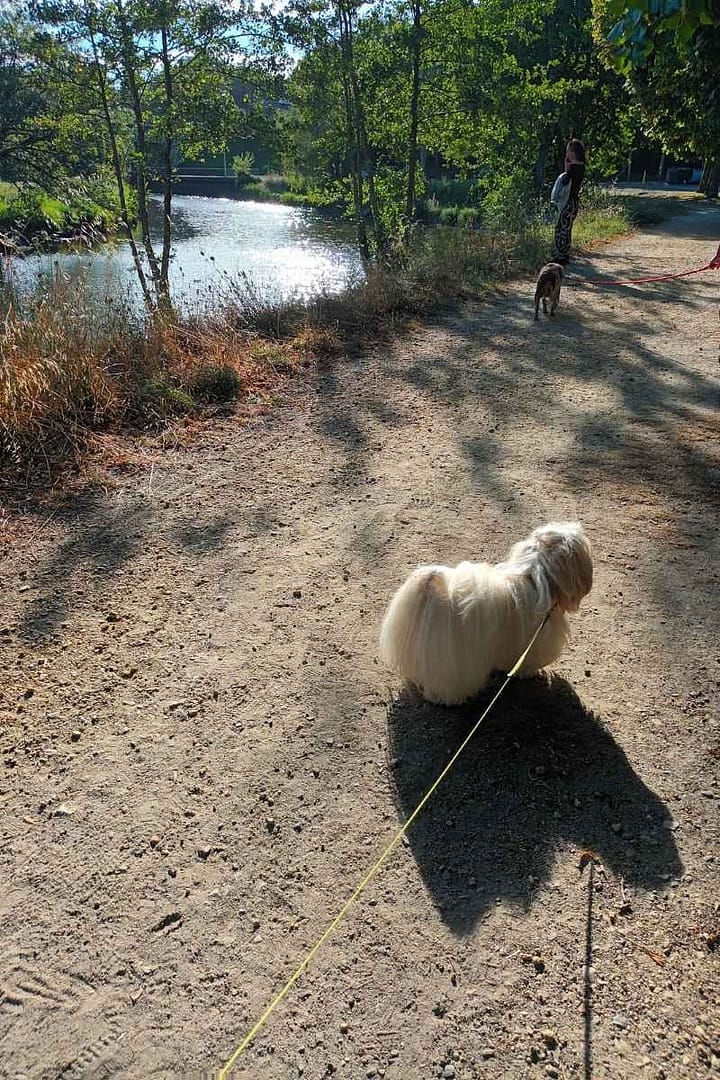 Balades & Randonnées avec son chien :