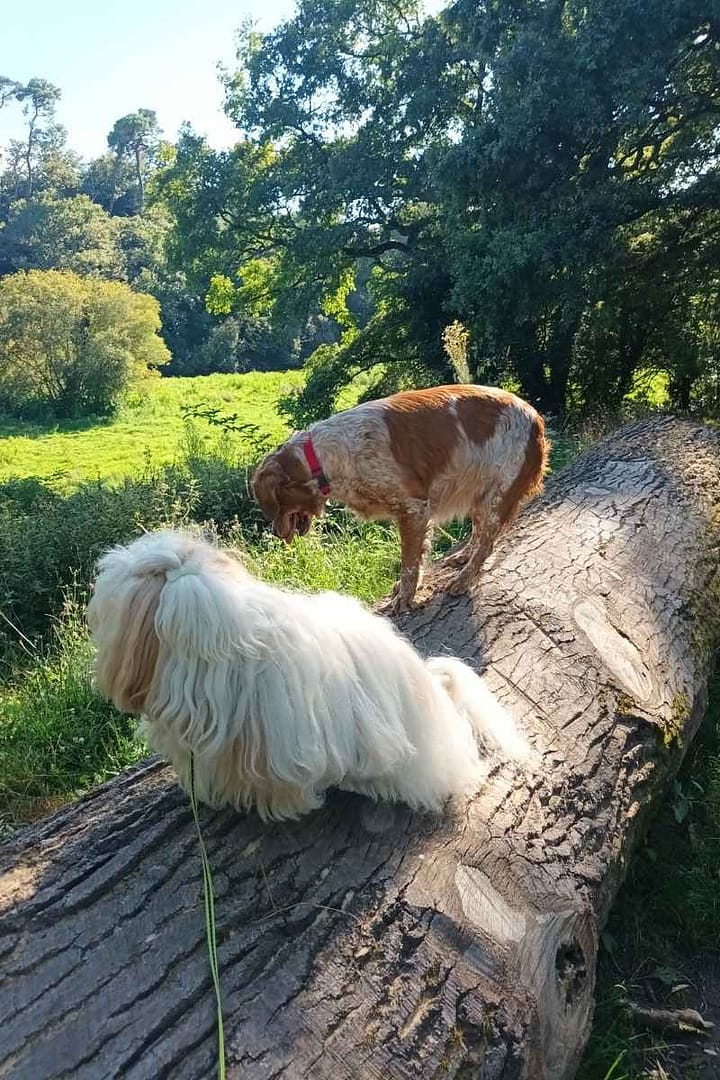 Balades & Randonnées avec son chien :