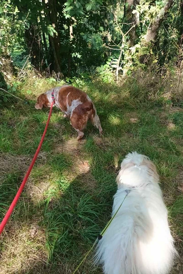 Balades & Randonnées avec son chien :
