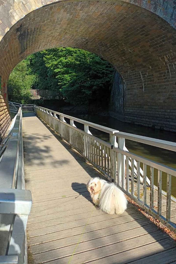 Balades & Randonnées avec son chien :