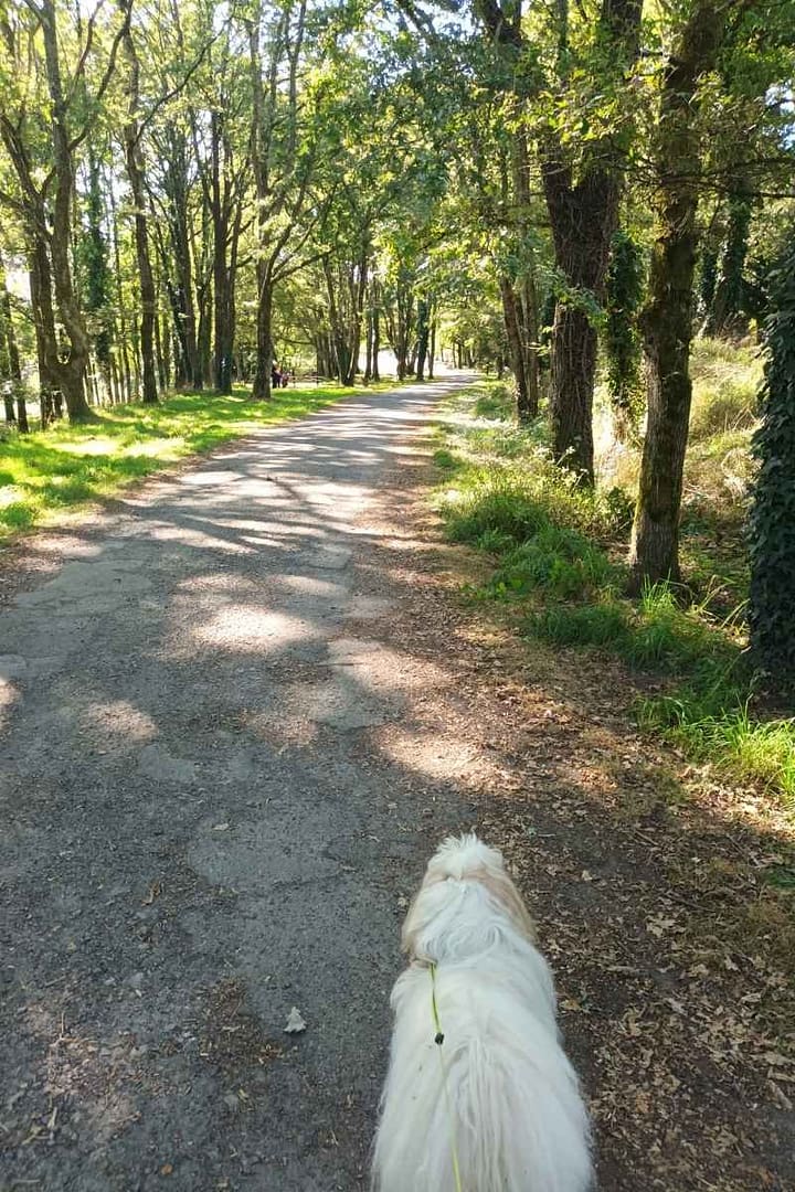 Balades & Randonnées avec son chien :
