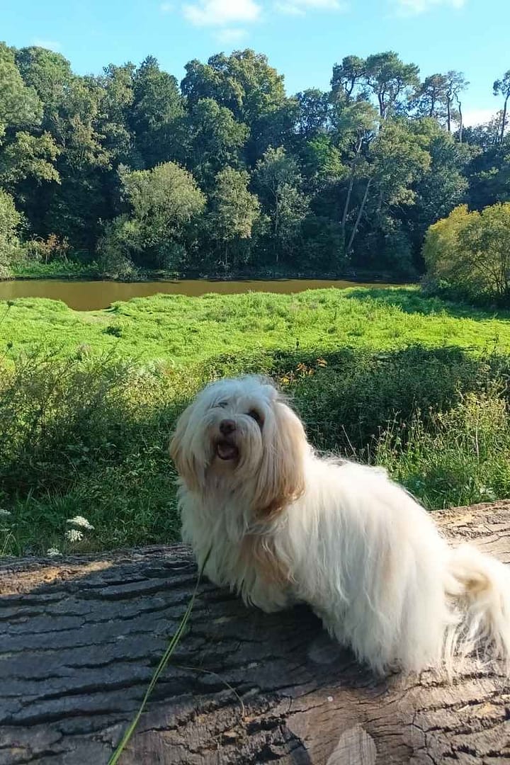 Balades & Randonnées avec son chien :