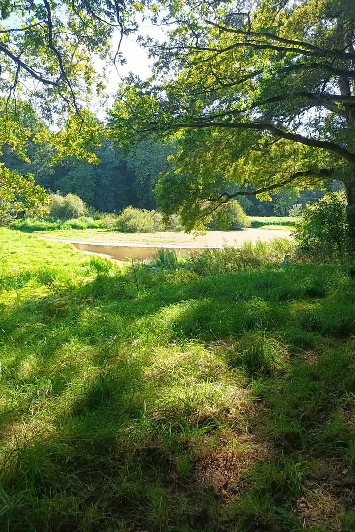 Balades & Randonnées avec son chien :