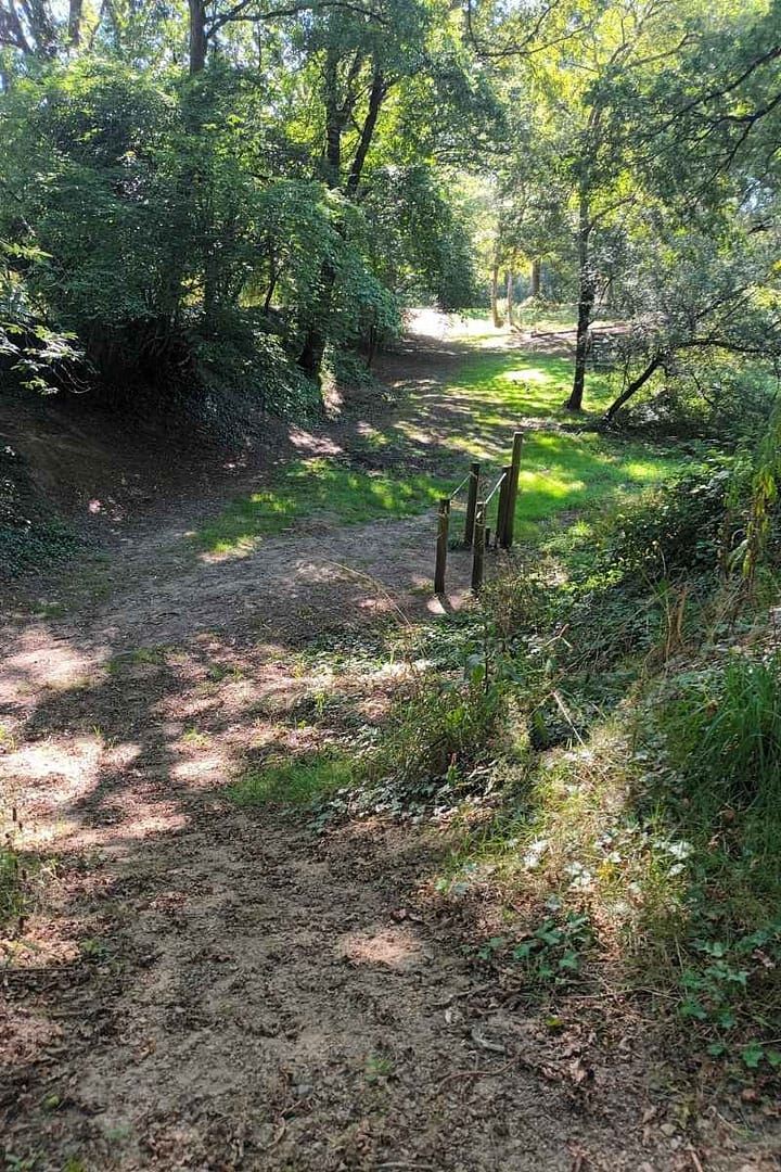 Balades & Randonnées avec son chien :