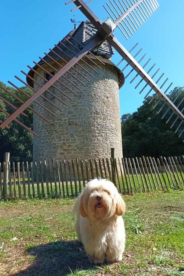 Parcs et Jardins avec son chien : bichon havanais debout devant le moulin de la Providence dans le par de Penn Avel au Croisic