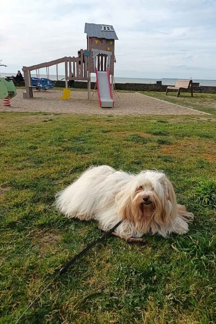 Plages de Loire-Atlantique avec son chien : bichon havanais allongé devant l'aire de jeu à Tharon Plage