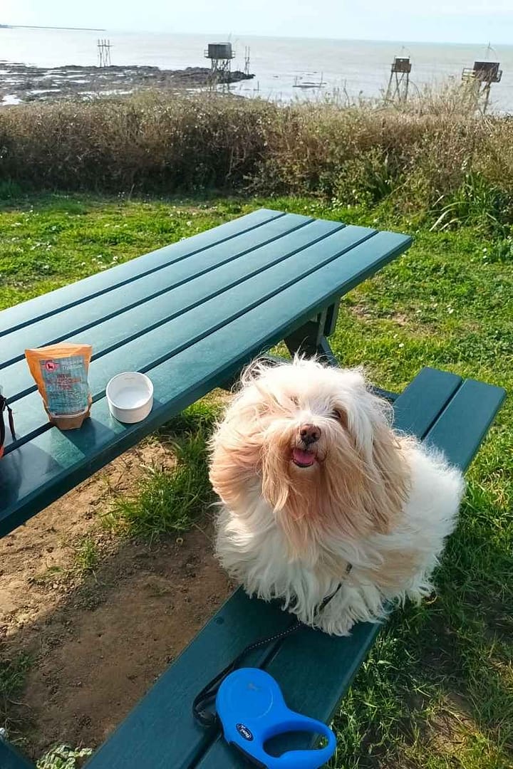 Plages de Loire-Atlantique avec son chien : bichon havanais à l'aire de pique nique de Tharon Plage attendant son goûter avec vue sur les pêcheries