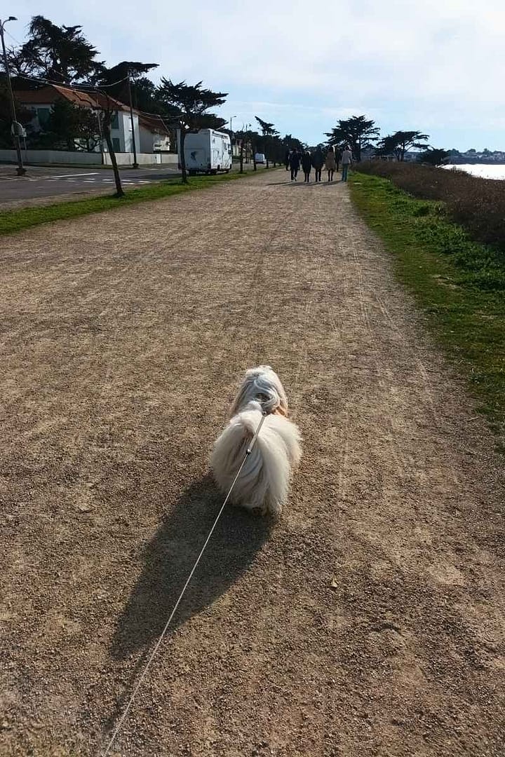 Plages de Loire-Atlantique avec son chien : bichon havanais se promenant sur le sentier côtier surplombant la plage de Tharon plage