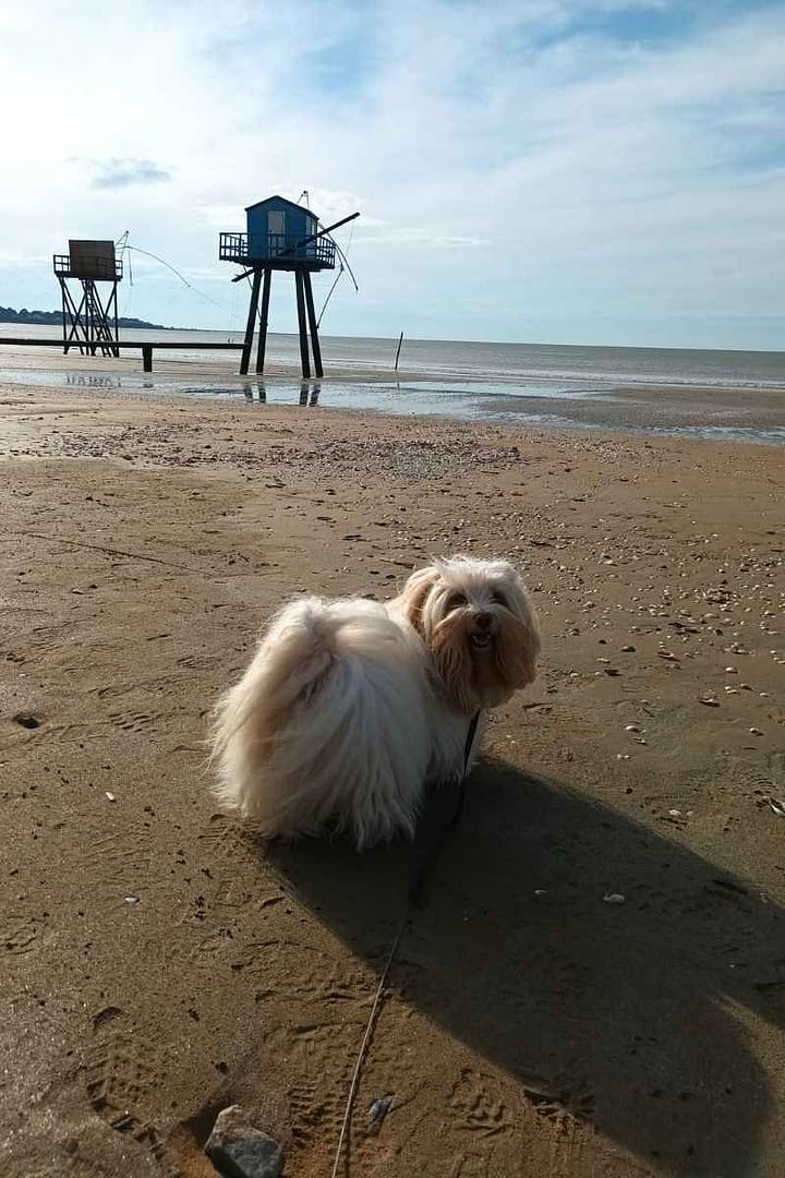 Plages de Loire-Atlantique avec son chien : bichon havanais devant deux pêcheries dont la célèbre pêcherie bleue de Tharon Plage